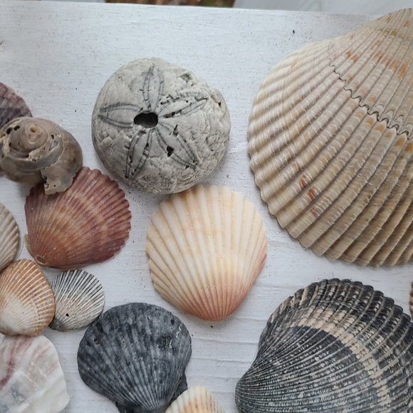 Seashells Carolina beaches Atlantic ocean sea shell includes one sea biscuit - Picture 5 of 9